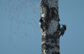 “Visi putni skaisti dzied”. Mēmas ainavas modināšanai