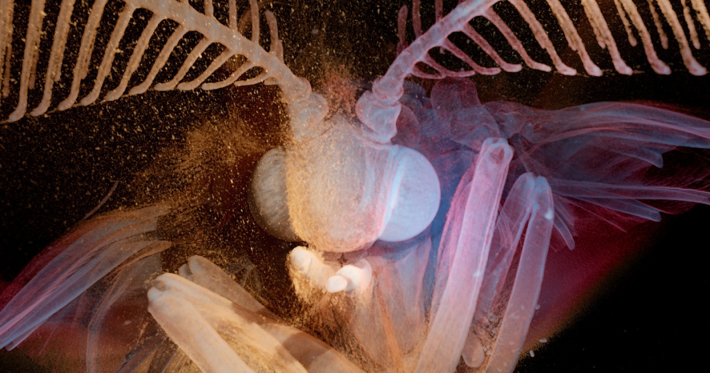 Kadrs no filmas "The Secret World of Moths" (2015)