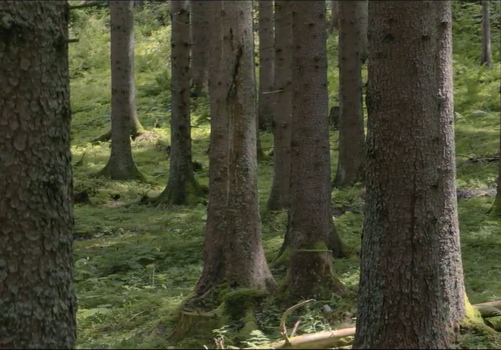 Kadrs no filmas "Voldena / Walden". Foto: Film Servis Festival Karlovy Vary
