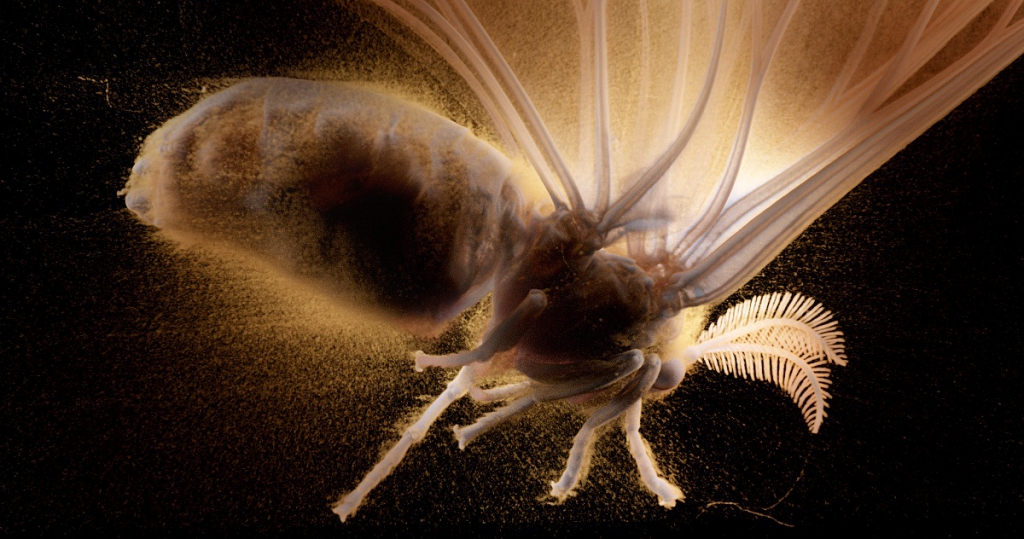 Kadrs no filmas "The Secret World of Moths"